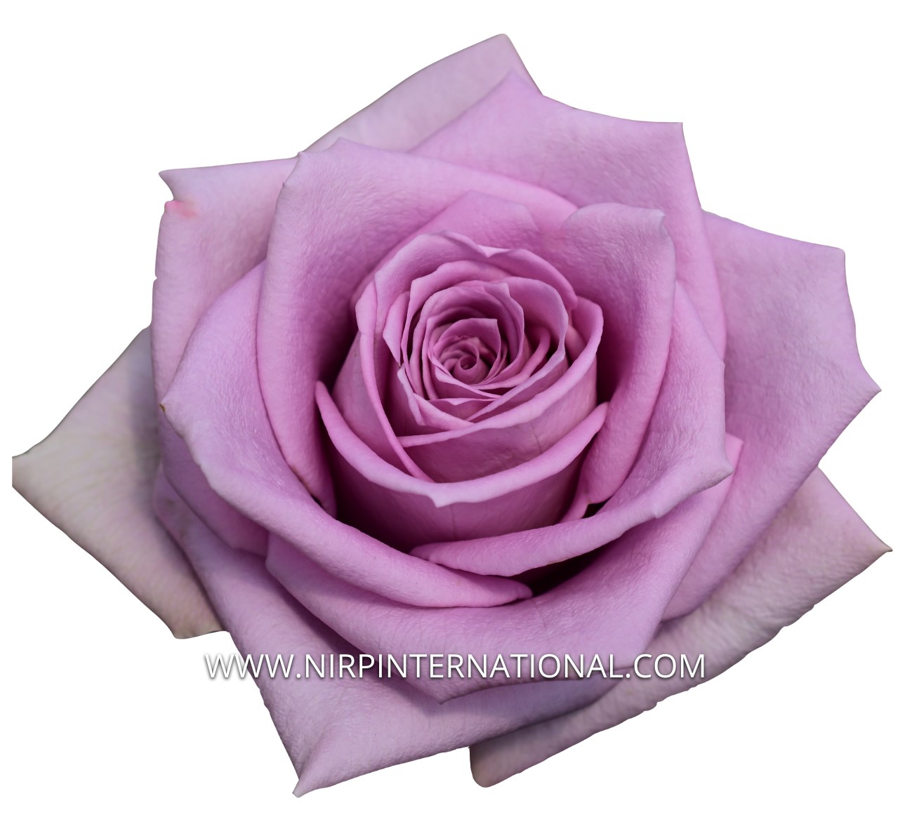 Pink Roses